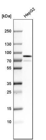 GRP78 Antibody in Western Blot (WB)