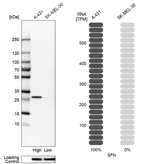 14-3-3 sigma Antibody in Western Blot (WB)