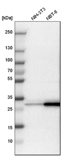 14-3-3 sigma Antibody in Western Blot (WB)