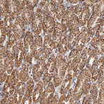 Prohibitin Antibody in Immunohistochemistry (Paraffin) (IHC (P))