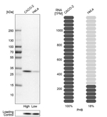 Prohibitin Antibody in Western Blot (WB)