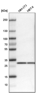 Prohibitin Antibody in Western Blot (WB)