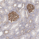 ZO-1 Antibody in Immunohistochemistry (Paraffin) (IHC (P))