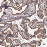 ZO-1 Antibody in Immunohistochemistry (Paraffin) (IHC (P))