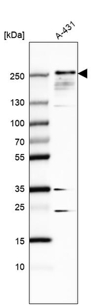 ZO-1 Antibody in Western Blot (WB)