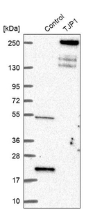 ZO-1 Antibody in Western Blot (WB)