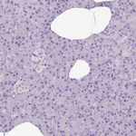 Synapsin 1 Antibody in Immunohistochemistry (Paraffin) (IHC (P))