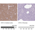 Synapsin 1 Polyclonal Antibody