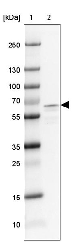 Synapsin 1 Antibody in Western Blot (WB)