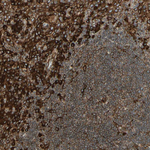 Calnexin Antibody in Immunohistochemistry (Paraffin) (IHC (P))