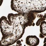Calnexin Antibody in Immunohistochemistry (Paraffin) (IHC (P))