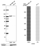 Calnexin Antibody in Western Blot (WB)