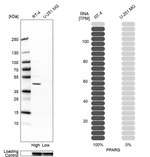 PPAR gamma Antibody in Western Blot (WB)