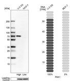 PAK1 Antibody in Western Blot (WB)