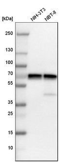 PAK1 Antibody in Western Blot (WB)