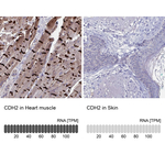N-cadherin Polyclonal Antibody