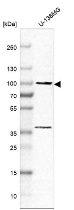 N-cadherin Antibody in Western Blot (WB)