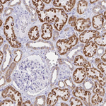 AIF Antibody in Immunohistochemistry (Paraffin) (IHC (P))