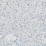 PGP9.5 Antibody in Immunohistochemistry (Paraffin) (IHC (P))