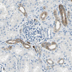 PGP9.5 Antibody in Immunohistochemistry (Paraffin) (IHC (P))
