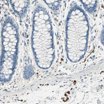 PGP9.5 Antibody in Immunohistochemistry (Paraffin) (IHC (P))