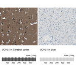 PGP9.5 Antibody in Immunohistochemistry (Paraffin) (IHC (P))