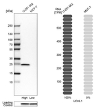 PGP9.5 Antibody in Western Blot (WB)
