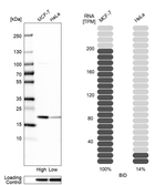 BID Antibody in Western Blot (WB)