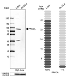 PKC alpha Antibody in Western Blot (WB)