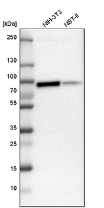 PKC alpha Antibody in Western Blot (WB)
