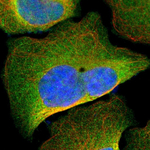 PKA alpha Antibody in Immunocytochemistry (ICC/IF)