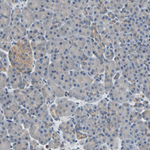 PKA alpha Antibody in Immunohistochemistry (Paraffin) (IHC (P))