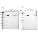 PKA alpha Antibody in Western Blot (WB)