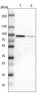 PKA alpha Antibody in Western Blot (WB)