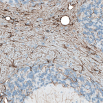 GFAP Antibody in Immunohistochemistry (Paraffin) (IHC (P))