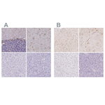 GFAP Antibody in Immunohistochemistry (Paraffin) (IHC (P))
