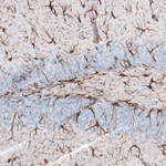 GFAP Antibody in Immunohistochemistry (Paraffin) (IHC (P))