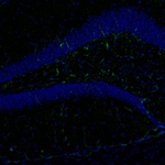 GFAP Antibody in Immunohistochemistry (Paraffin) (IHC (P))