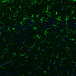 GFAP Antibody in Immunohistochemistry (Paraffin) (IHC (P))