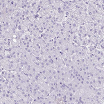 GFAP Antibody in Immunohistochemistry (Paraffin) (IHC (P))