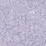 GFAP Antibody in Immunohistochemistry (Paraffin) (IHC (P))