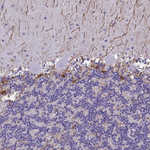 GFAP Antibody in Immunohistochemistry (Paraffin) (IHC (P))