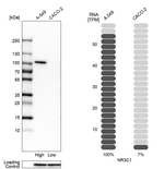 Glucocorticoid Receptor Antibody in Western Blot (WB)