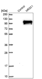 Glucocorticoid Receptor Antibody in Western Blot (WB)