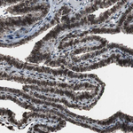 Lamin A/C Antibody in Immunohistochemistry (Paraffin) (IHC (P))