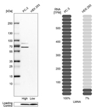 Lamin A/C Antibody in Western Blot (WB)