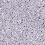 alpha Synuclein Antibody in Immunohistochemistry (Paraffin) (IHC (P))