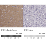alpha Synuclein Polyclonal Antibody