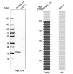 alpha Synuclein Antibody in Western Blot (WB)