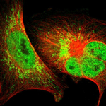 Caspase 3 Polyclonal Antibody